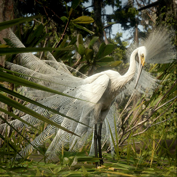 The elusive Snowy Egret from Red Dead Redemption 2